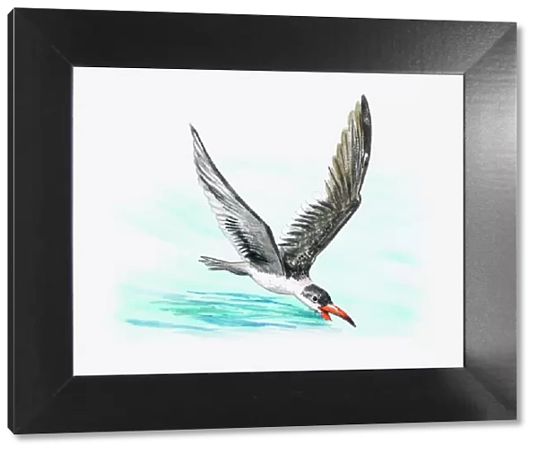Illustration of a skimmer (Rynchops sp. ) swooping over the water to catch food