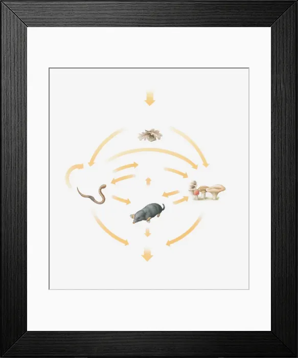 Framed Print : Illustration of decomposition cycle Framed Print : Illustration of decomposition cycle