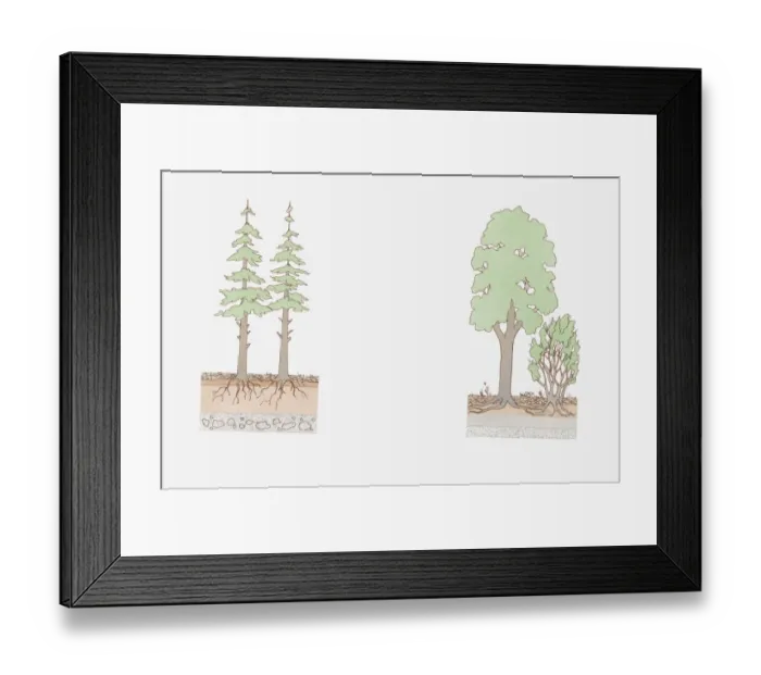 Framed Print : Cross section illustration of deciduous and conifer layering Framed Print : Cross section illustration of deciduous and conifer layering