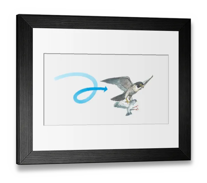 Framed Print : Illustration of a Peregrine falcon (Falco peregrinus) catching a pigeon Framed Print : Illustration of a Peregrine falcon (Falco peregrinus) catching a pigeon