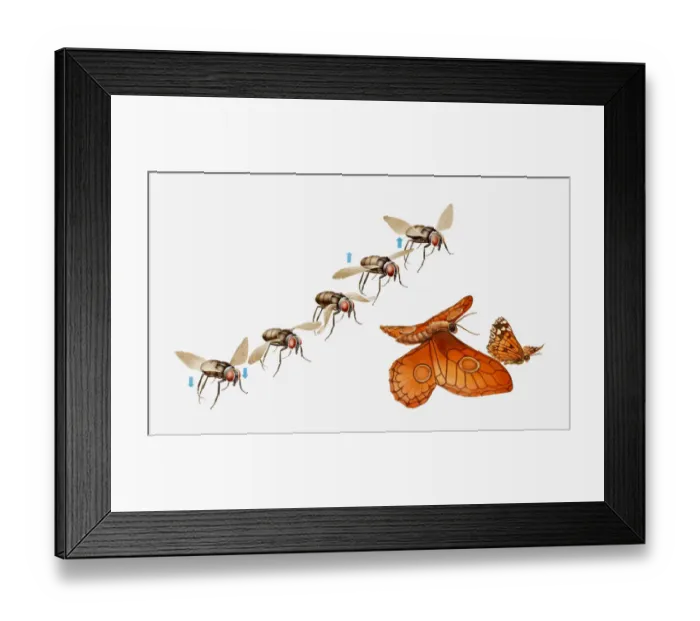 Framed Print : Illustration of flight movements of insects, fly and butterfly Framed Print : Illustration of flight movements of insects, fly and butterfly