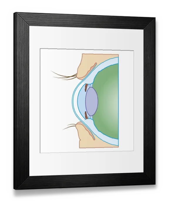 Framed Print : Cross section biomedical illustration of normal eye