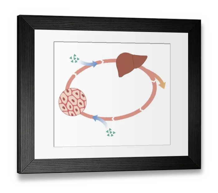 Framed Print : Cross section biomedical illustration of how oral and non-oral drugs circulate in the body, showing liver and inset Framed Print : Cross section biomedical illustration of how oral and non-oral drugs circulate in the body, showing liver and inset