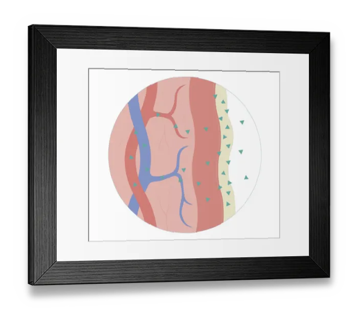 Framed Print : Cross section biomedical illustration of nasal / sublingual / buccal route with drugs absorbed through thin mucus membrane directly into bloodstream Framed Print : Cross section biomedical illustration of nasal / sublingual / buccal route with drugs absorbed through thin mucus membrane directly into bloodstream