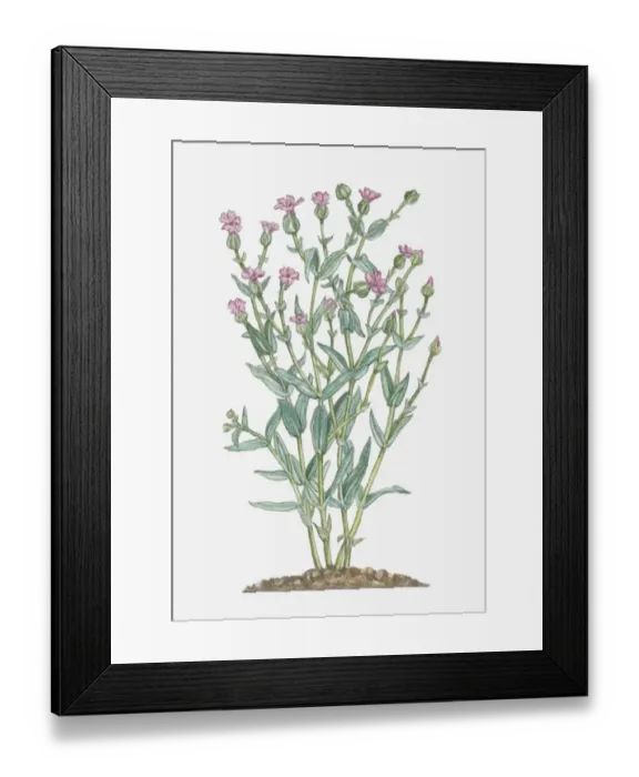 Framed Print : Illustration of Vaccaria Hispanica (Cowherb, Cowcockle) bearing dark pink flowers and buds on tall stems with green leaves