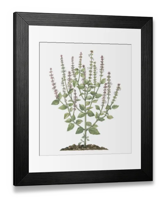 Framed Print : Illustration of Ocimum gratissimum (African Basil) bearing pink and white flowers on tall stems with green leaves below Framed Print : Illustration of Ocimum gratissimum (African Basil) bearing pink and white flowers on tall stems with green leaves below