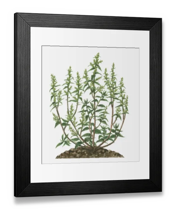 Framed Print : Illustration of Dysphania ambrosioides (Epazote, Wormseed) bearing branched panicles of small green flowers and leaves on long stems