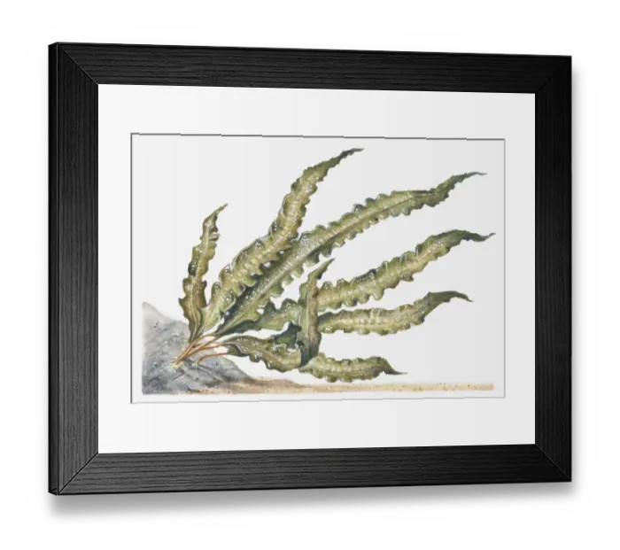 Framed Print : Illustration of Sweet Wrack (Laminaria saccharina) seaweed attached to rock underwater Framed Print : Illustration of Sweet Wrack (Laminaria saccharina) seaweed attached to rock underwater