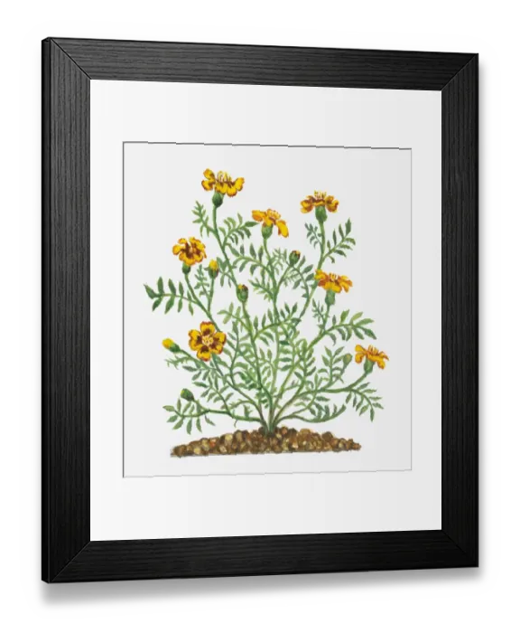 Framed Print : Illustration of Tagetes patula (French Marigold) bearing vibrant yellow flowers and buds with green leaves on long stems Framed Print : Illustration of Tagetes patula (French Marigold) bearing vibrant yellow flowers and buds with green leaves on long stems