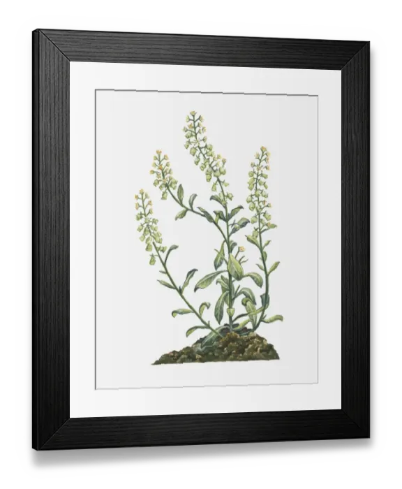 Framed Print : Illustration of Reseda odorata (Garden Mignonette) bearing spiked raceme of yellow flowers and buds and green leaves on tall branching stems Framed Print : Illustration of Reseda odorata (Garden Mignonette) bearing spiked raceme of yellow flowers and buds and green leaves on tall branching stems