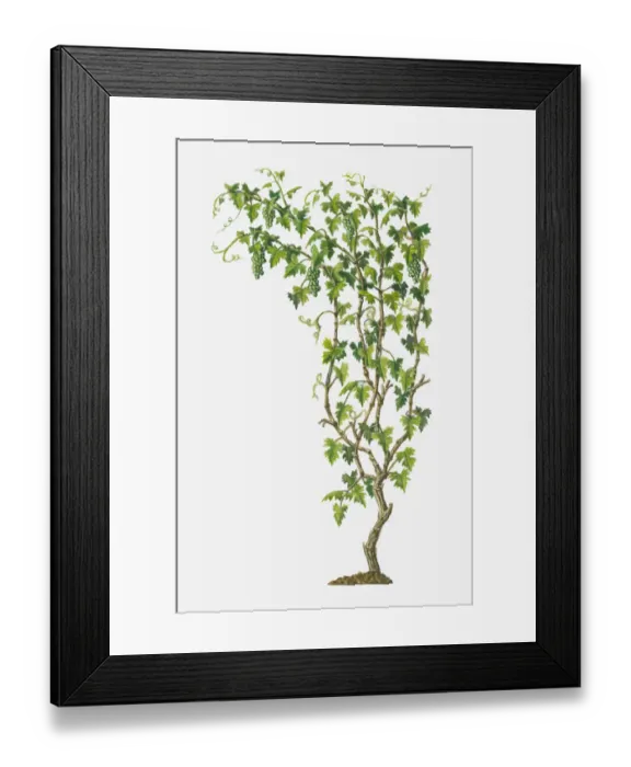 Framed Print : Illustration of Vitis vinifera (Common Grape Vine) bearing bunches of ripe green fruit Framed Print : Illustration of Vitis vinifera (Common Grape Vine) bearing bunches of ripe green fruit