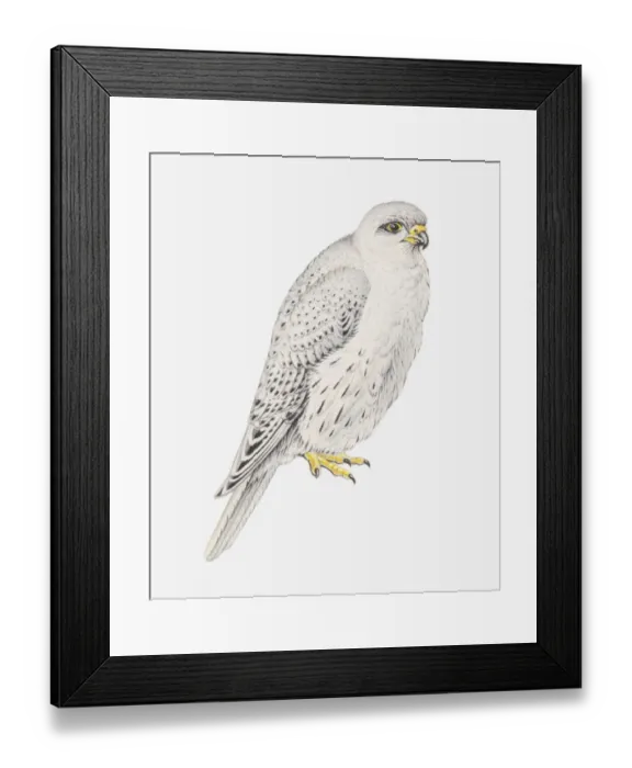 Framed Print : Illustration of Grey Falcon (Falco hypoleucos) Framed Print : Illustration of Grey Falcon (Falco hypoleucos)