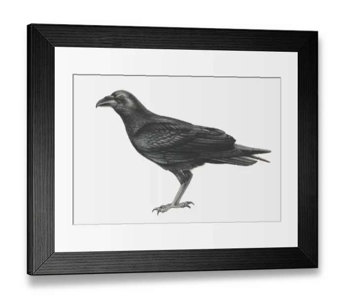 Framed Print : Illustration of Common Raven (Corvus corax) Framed Print : Illustration of Common Raven (Corvus corax)