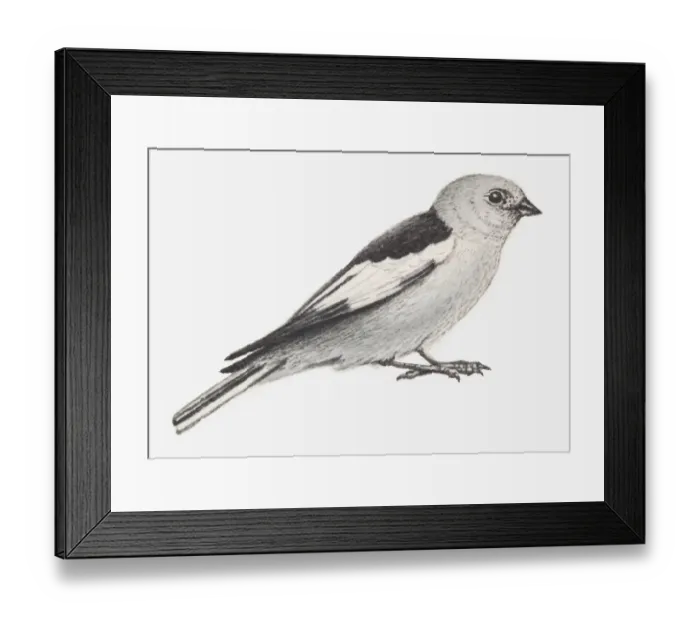 Framed Print : Illustration of Snow Bunting (Plectrophenax nivalis) Framed Print : Illustration of Snow Bunting (Plectrophenax nivalis)