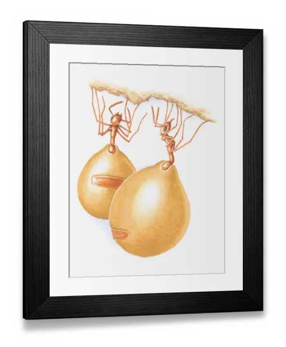 Framed Print : Illustration of honeypot ants with enlarged (plerergate) abdomen Framed Print : Illustration of honeypot ants with enlarged (plerergate) abdomen