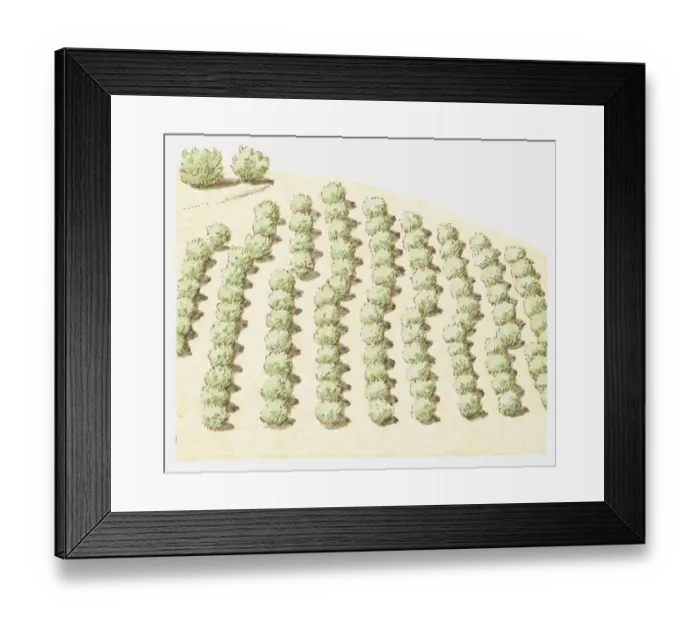 Framed Print : Illustration of rows of trees near San Andreas fault line that have moved sideways from the rest of the orchard due to earth movements Framed Print : Illustration of rows of trees near San Andreas fault line that have moved sideways from the rest of the orchard due to earth movements