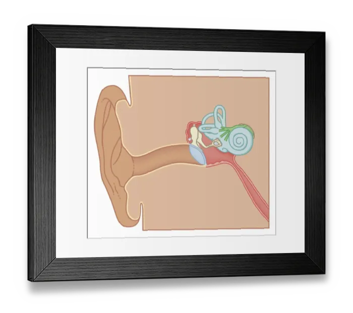 Framed Print : Cross section biomedical illustration of the anatomy of the ear Framed Print : Cross section biomedical illustration of the anatomy of the ear