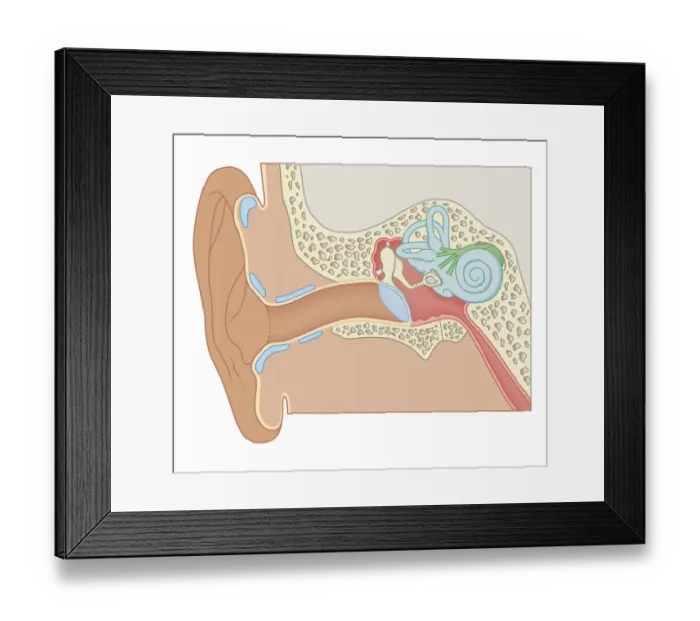 Framed Print : Cross section biomedical illustration of human ear Framed Print : Cross section biomedical illustration of human ear