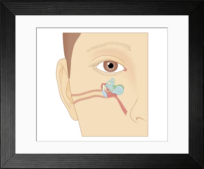 Framed Print : Cross section biomedical illustration of internal components of the ear Framed Print : Cross section biomedical illustration of internal components of the ear