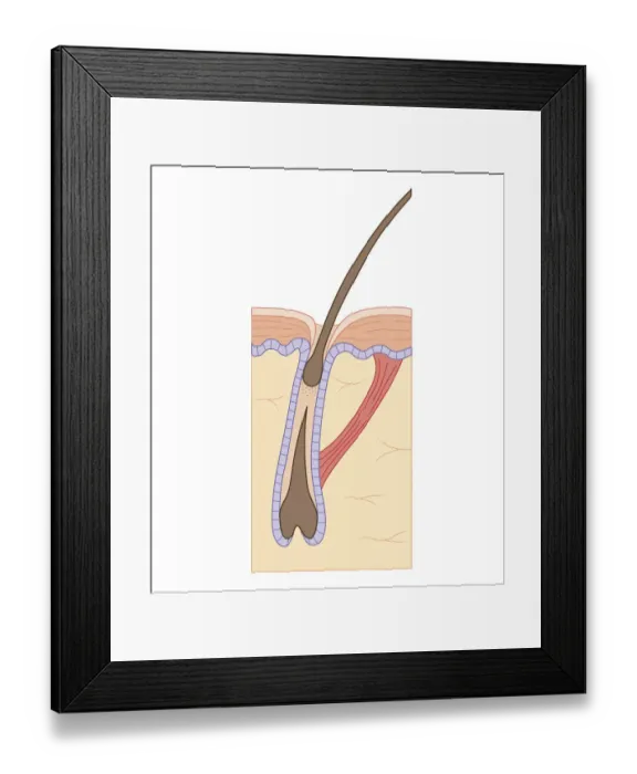 Framed Print : Cross section biomedical illustration of hair follicle during growth phase Framed Print : Cross section biomedical illustration of hair follicle during growth phase