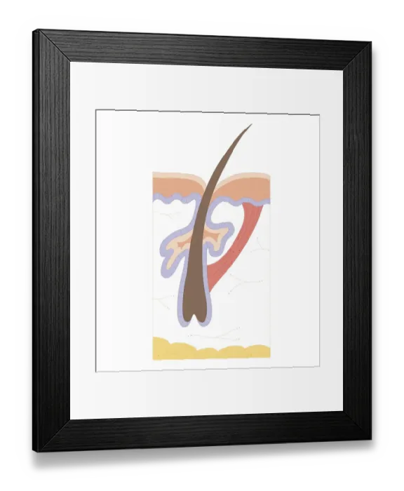 Framed Print : Cross section biomedical illustration of hair follicle Framed Print : Cross section biomedical illustration of hair follicle