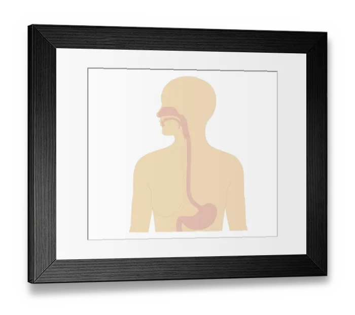 Framed Print : Cross section biomedical illustration of digestive tract in adult female Framed Print : Cross section biomedical illustration of digestive tract in adult female