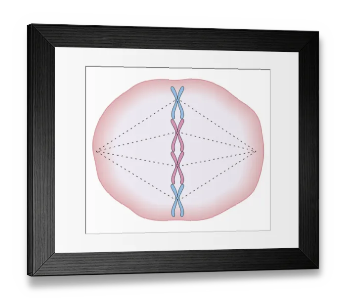 Framed Print : Cross section biomedical illustration of mitosis where the nucleus breaks down and threads form across cell with chromosomes lining up on these threads Framed Print : Cross section biomedical illustration of mitosis where the nucleus breaks down and threads form across cell with chromosomes lining up on these threads