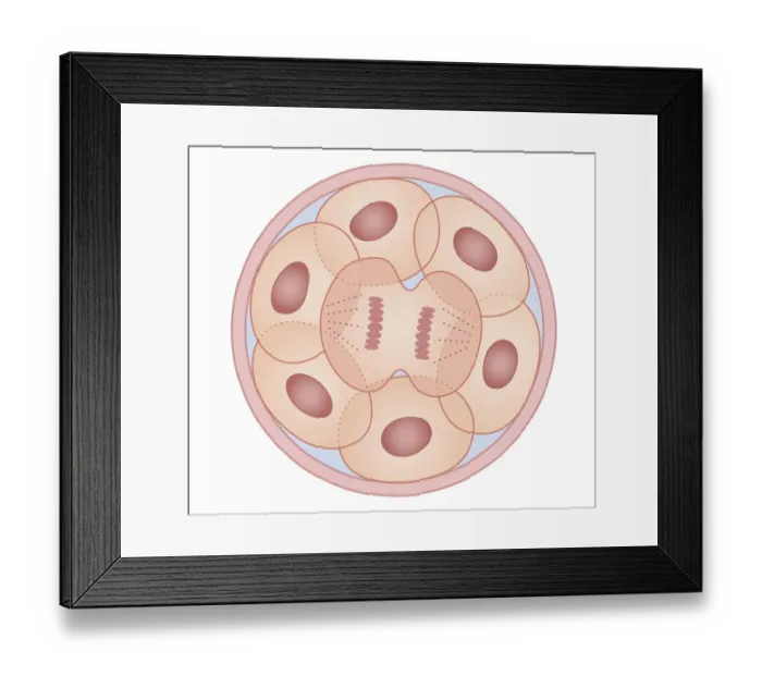 Framed Print : Cross section biomedical illustration of human cell division with zygote dividing to form new cells Framed Print : Cross section biomedical illustration of human cell division with zygote dividing to form new cells