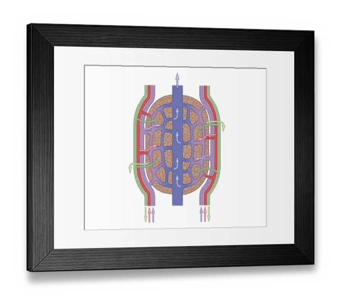 Framed Print : Cross section biomedical illustration of liver lobule