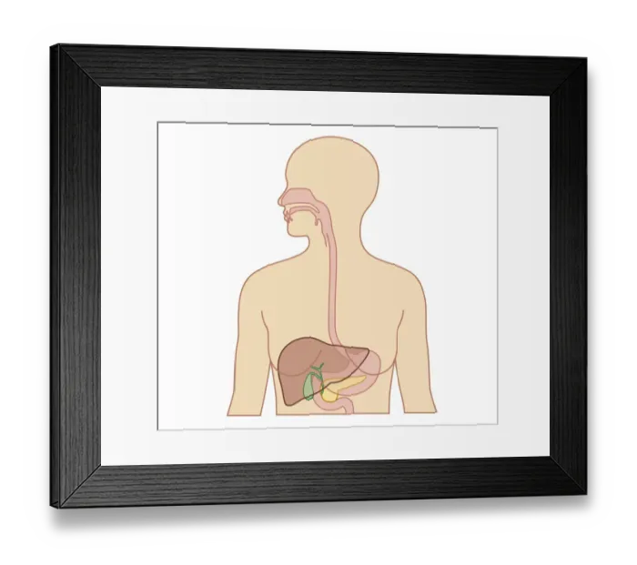 Framed Print : Cross section biomedical illustration of esophagus, liver, gallbladder, pancreas in adult female Framed Print : Cross section biomedical illustration of esophagus, liver, gallbladder, pancreas in adult female