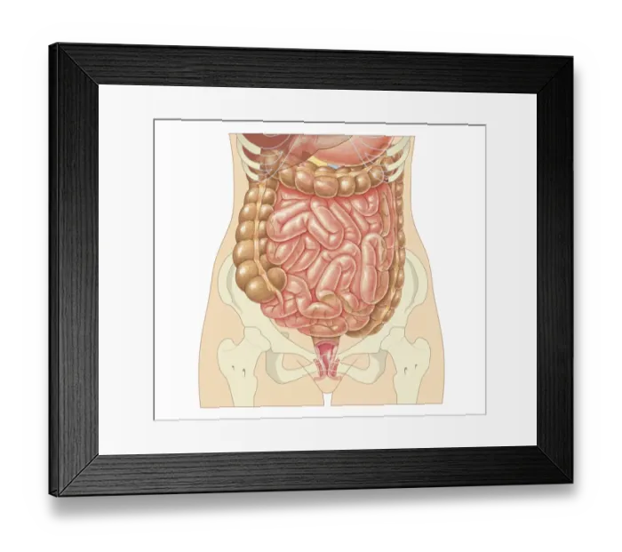 Framed Print : Cross section biomedical illustration of large and small intestine and pelvis in adult female Framed Print : Cross section biomedical illustration of large and small intestine and pelvis in adult female