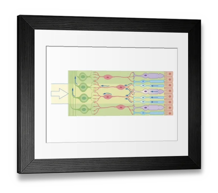 Framed Print : Cross section biomedical illustration of how the retina responds to light using nerve cells, rods and cones Framed Print : Cross section biomedical illustration of how the retina responds to light using nerve cells, rods and cones