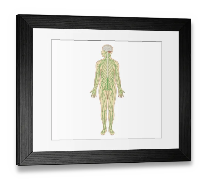 Framed Print : Cross section biomedical illustration of structure of the nervous system in adult male Framed Print : Cross section biomedical illustration of structure of the nervous system in adult male
