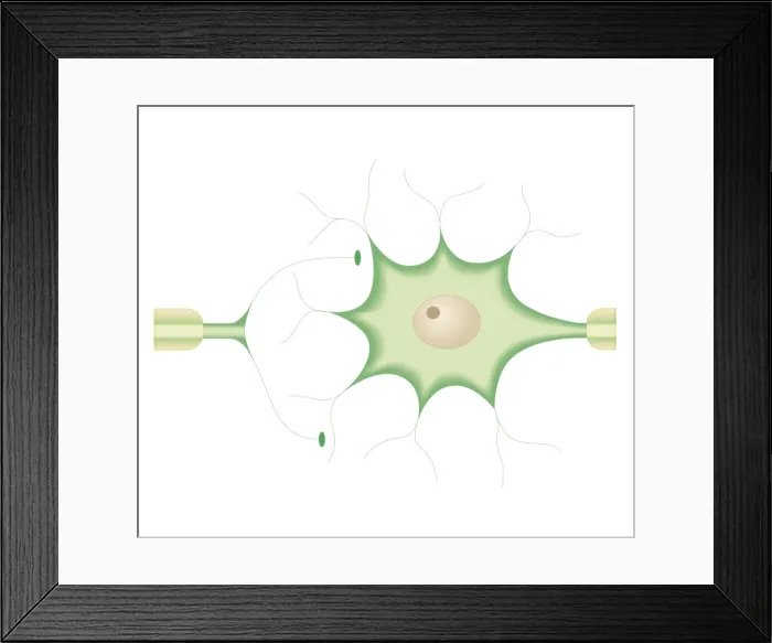 Framed Print : Cross section biomedical illustration of synapses between nerve cells Framed Print : Cross section biomedical illustration of synapses between nerve cells