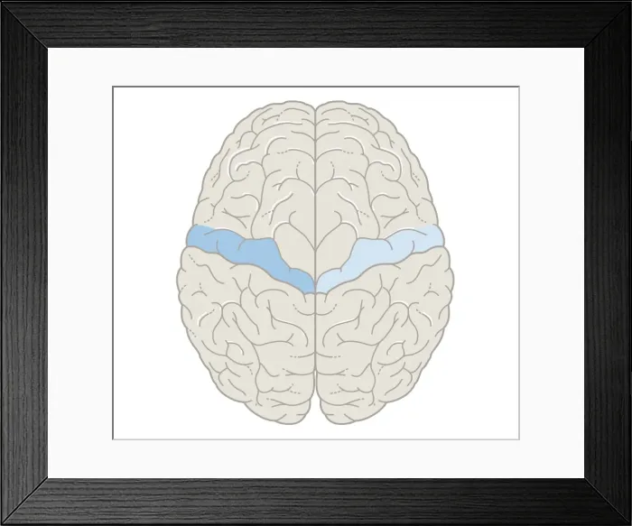 Framed Print : Cross section biomedical illustration of motor map of the brain Framed Print : Cross section biomedical illustration of motor map of the brain