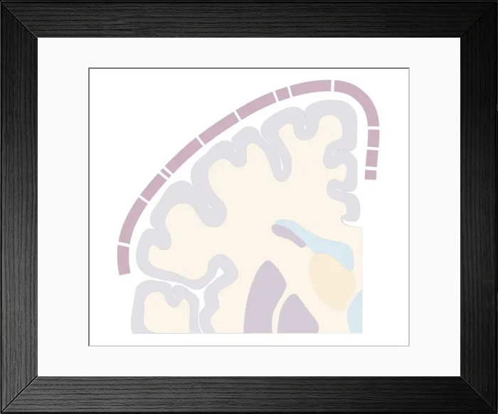 Framed Print : Cross section biomedical illustration of touch map of human brain Framed Print : Cross section biomedical illustration of touch map of human brain