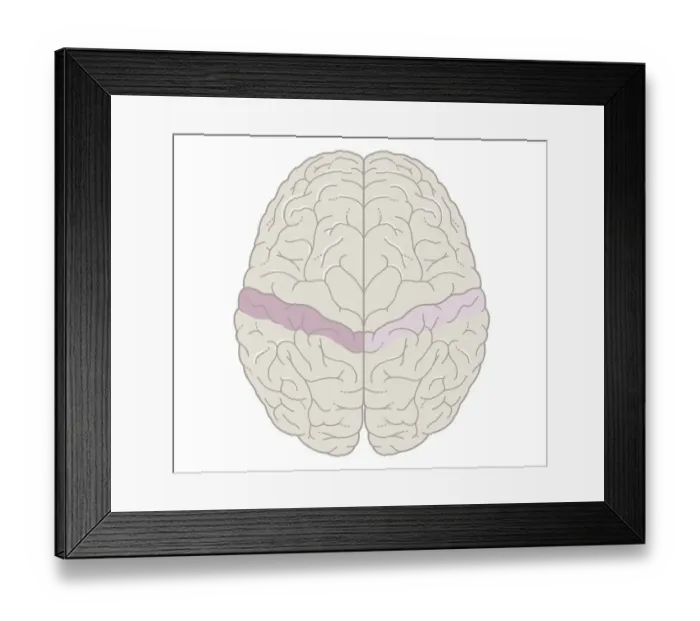 Framed Print : Cross section biomedical illustration of touch map of human brain Framed Print : Cross section biomedical illustration of touch map of human brain