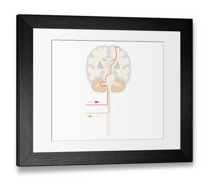Framed Print : Cross section biomedical illustration of voluntary pathway of human brain Framed Print : Cross section biomedical illustration of voluntary pathway of human brain