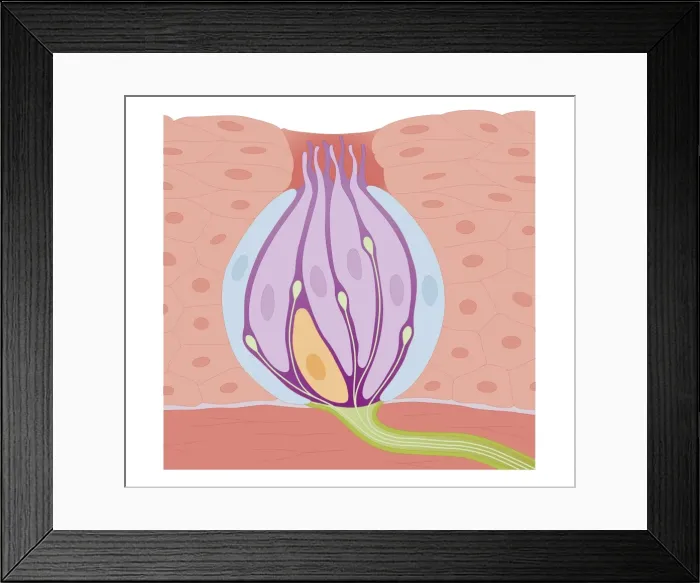 Framed Print : Cross section biomedical illustration of structure of taste bud Framed Print : Cross section biomedical illustration of structure of taste bud
