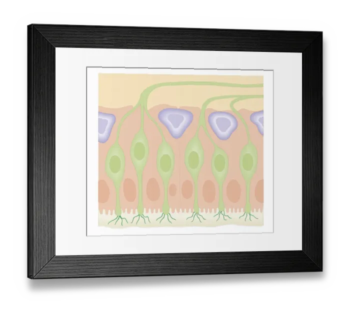 Framed Print : Cross section biomedical illustration of olfactory receptors in nasal cavity Framed Print : Cross section biomedical illustration of olfactory receptors in nasal cavity