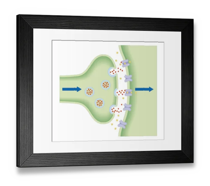 Framed Print : Cross section biomedical illustration of neurotransmitters crossing the synapse between neuron and target cell Framed Print : Cross section biomedical illustration of neurotransmitters crossing the synapse between neuron and target cell