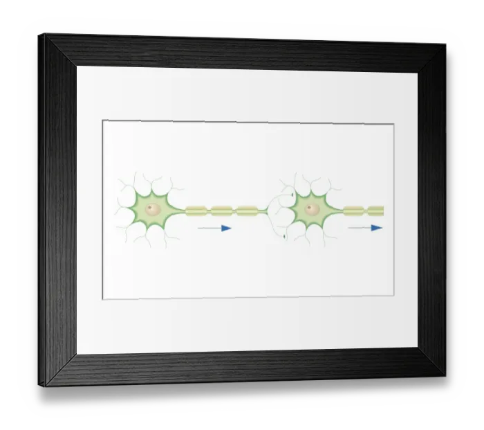Framed Print : Cross section biomedical illustration of electrical and chemical conduction of nerve signals Framed Print : Cross section biomedical illustration of electrical and chemical conduction of nerve signals