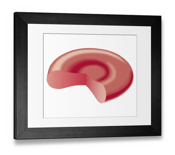 Framed Print : Cross section biomedical illustration of red blood cell Framed Print : Cross section biomedical illustration of red blood cell