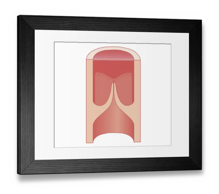 Framed Print : Cross section biomedical illustration of closed heart valve Framed Print : Cross section biomedical illustration of closed heart valve