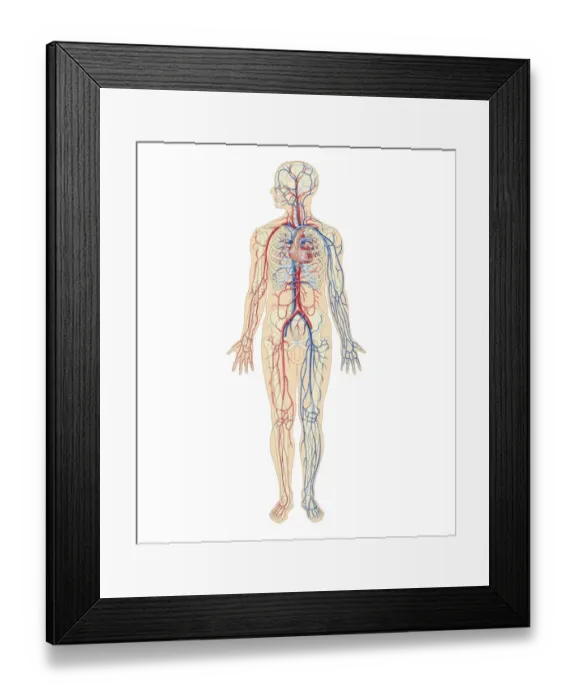 Framed Print : Cross section biomedical illustration of cardiovascular system and human nervous system in adult male