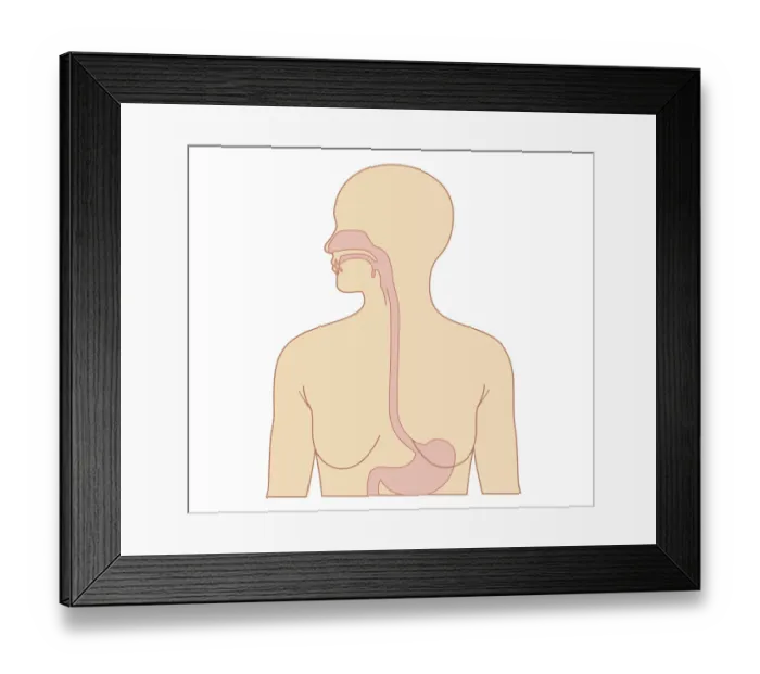 Framed Print : Cross section biomedical illustration of esophagus and stomach in adult female Framed Print : Cross section biomedical illustration of esophagus and stomach in adult female