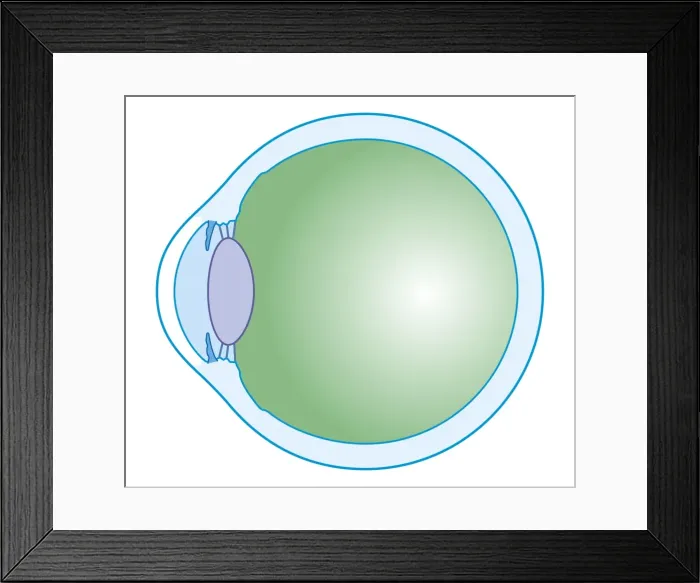 Framed Print : Cross section biomedical illustration of human eye Framed Print : Cross section biomedical illustration of human eye