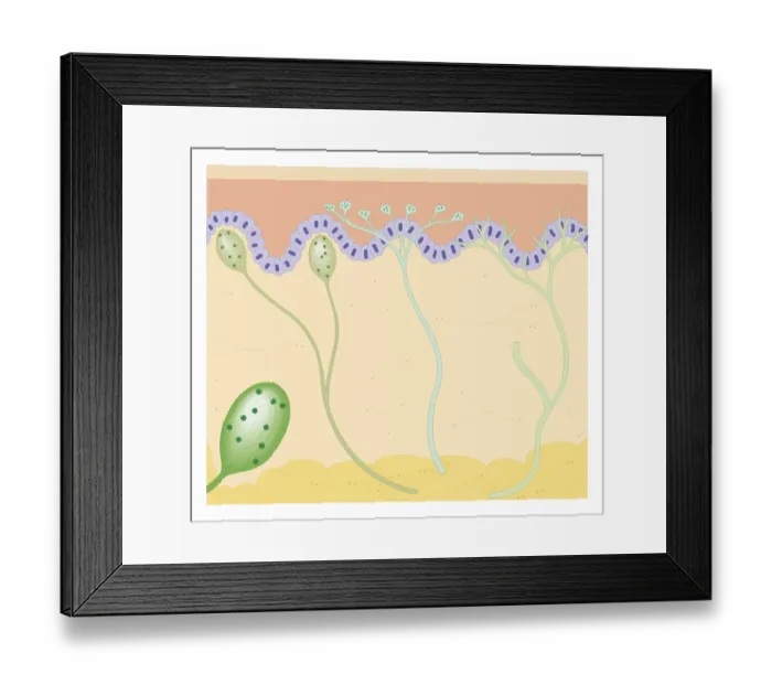 Framed Print : Cross section biomedical illustration of touch receptors in human skin Framed Print : Cross section biomedical illustration of touch receptors in human skin