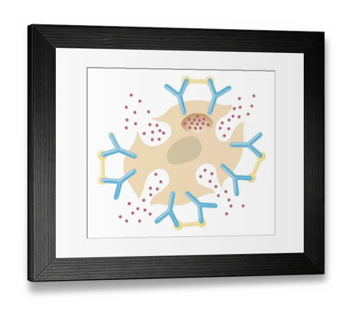 Framed Print : Cross section biomedical illustration of mast cell releasing histamine due to reaction with allergens Framed Print : Cross section biomedical illustration of mast cell releasing histamine due to reaction with allergens