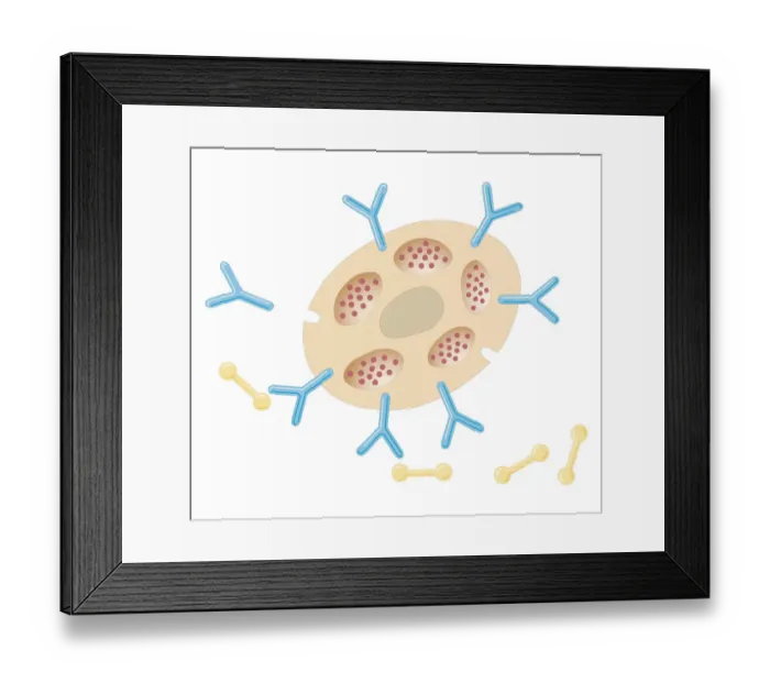 Framed Print : Cross section biomedical illustration of antibodies binding to mast cell after exposure to allergens